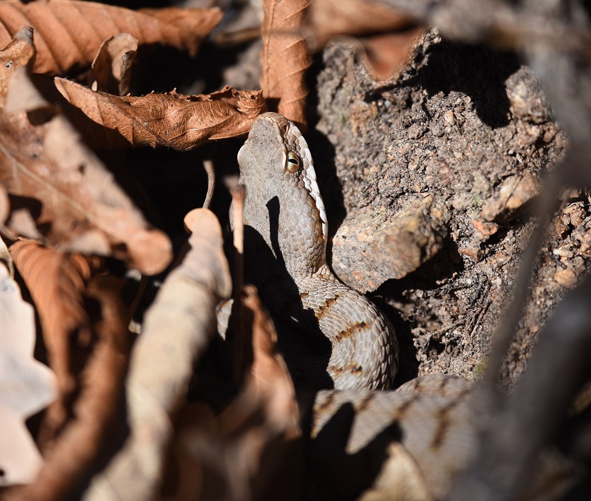 Vipera aspis